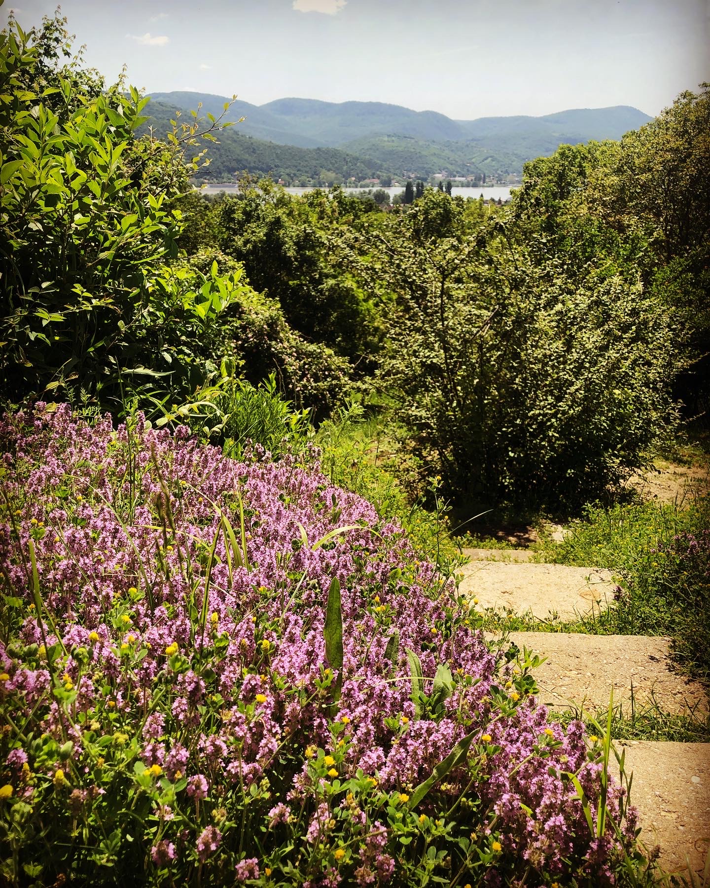 Levendulás panoráma Nagymaros